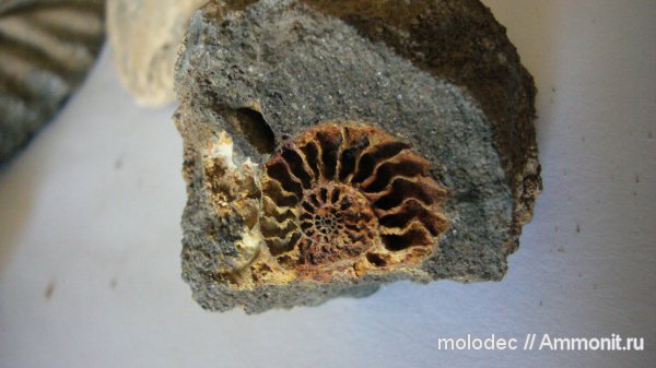 аммониты Красноармейска