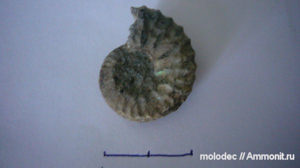 аммониты, Ammonites