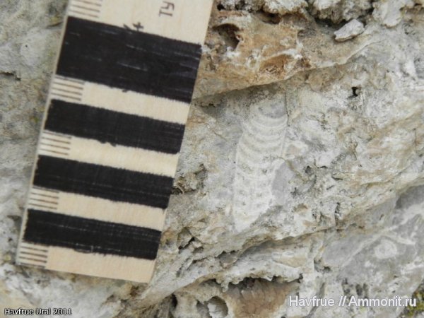 окаменелости, ортоцерасы, пермь, Fossils, Permian