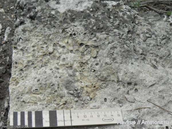 окаменелости, пермь, Fossils, ракушечник, Permian