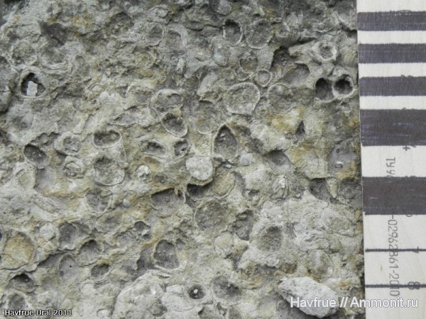 окаменелости, пермь, Fossils, ракушечник, Permian