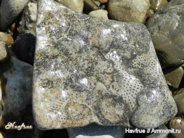 Из Палеозоя с любовью