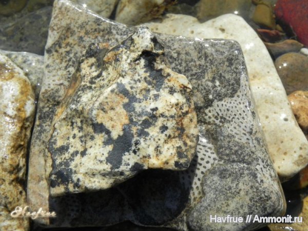 пермь, мшанки, Permian