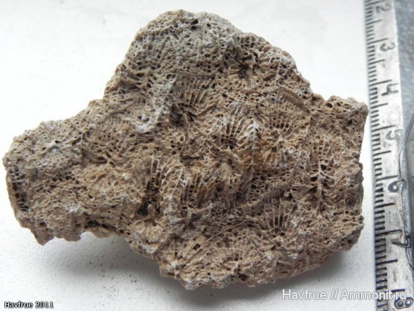 пермь, ругозы, нижняя пермь, Rugosa, Wentzelella