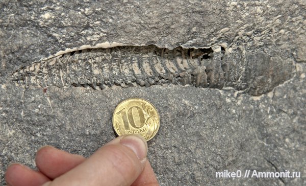 актиноцерасы, Actinoceratoidea, Actinocerida