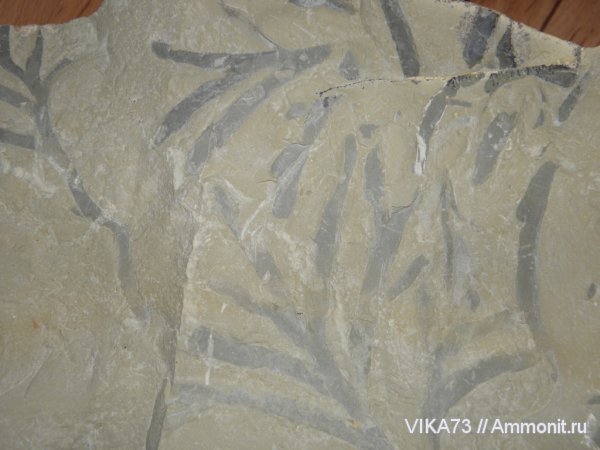 ихнофоссилии, Chondrites