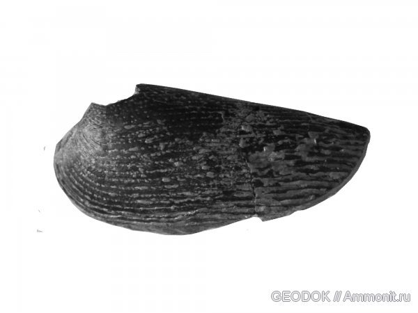 юра, аптихи, титон, Punctaptychus, Aptychi, Tithonian, Jurassic