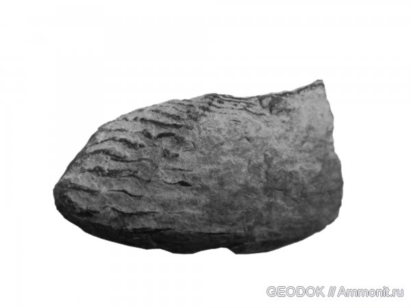 юра, аптихи, титон, Lamellaptychus, Aptychi, Tithonian, Jurassic