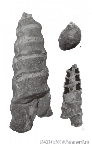 гастроподы, юра, титон, Ampullospira, Cossmannea, Tithonian, Jurassic