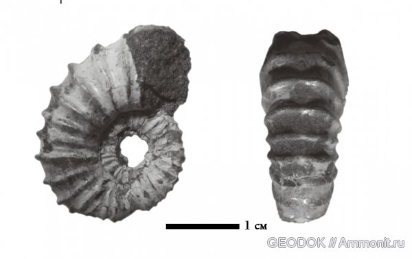 мел, нижний мел, Matheronites, Cretaceous, Lower Cretaceous