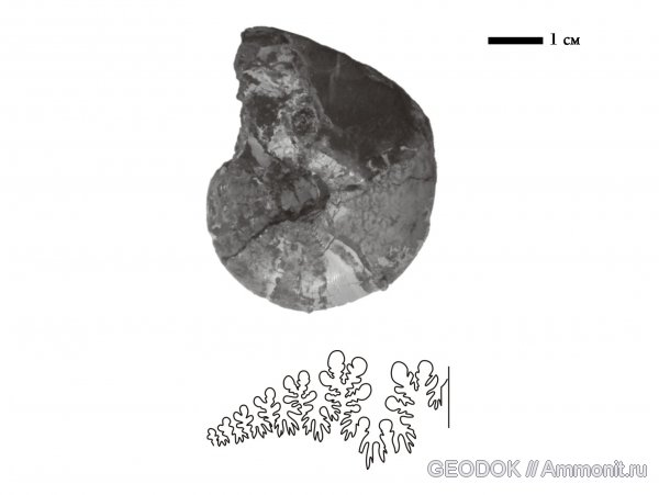 мел, нижний мел, Euphylloceras, Cretaceous, Lower Cretaceous