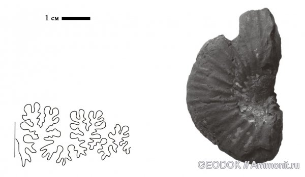 нижний мел, Phyllopachyceras, Lower Cretaceous