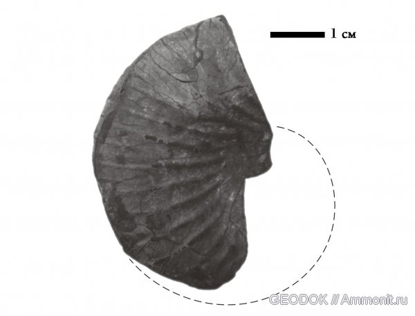 нижний мел, Phyllopachyceras, Phyllopachyceras prendeli, Lower Cretaceous