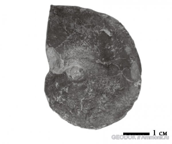 нижний мел, Saynella, Lower Cretaceous