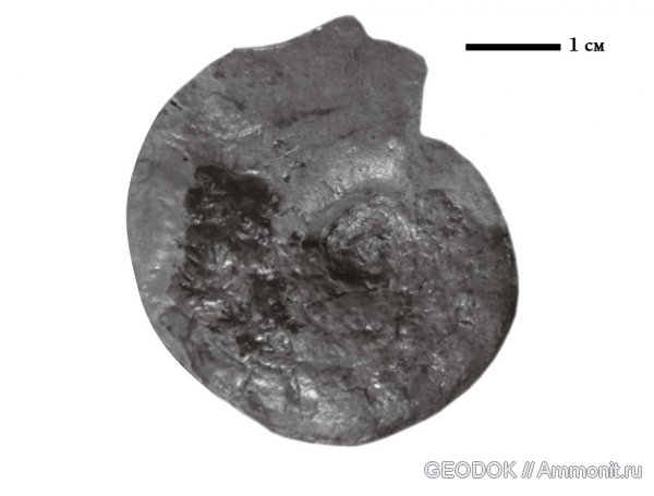 нижний мел, Haploceras, Lower Cretaceous