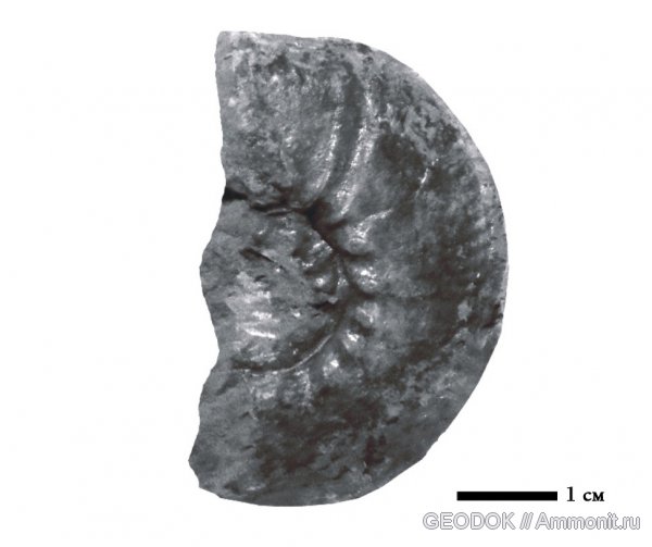 нижний мел, Spiticeras, Lower Cretaceous