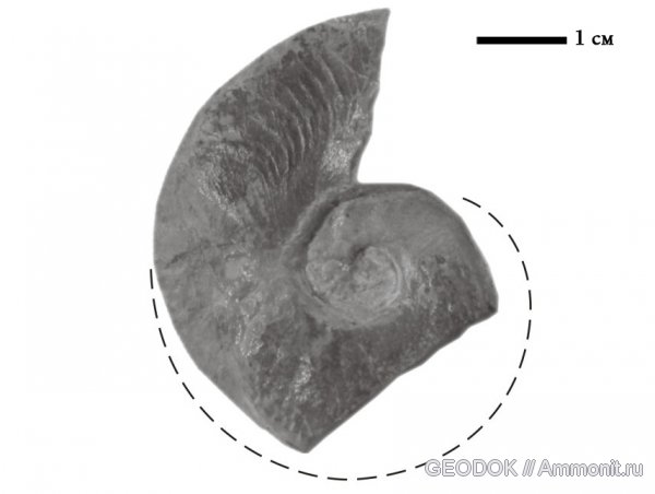 аммониты, юра, титон, Haploceras, Ammonites, Tithonian, Jurassic