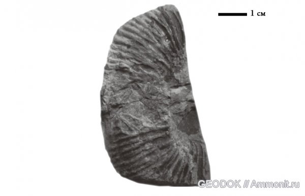 юра, титон, Berriasella, Tithonian, Jurassic