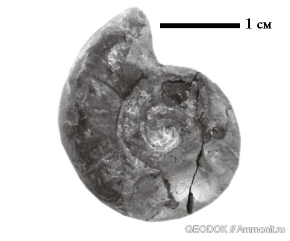 юра, титон, Lytoceras, Lytoceratina, Tithonian, Jurassic