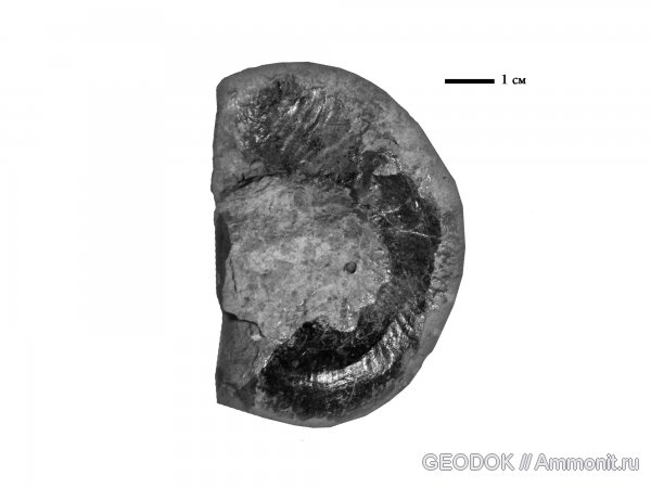 юра, титон, Haploceras, Tithonian, Jurassic