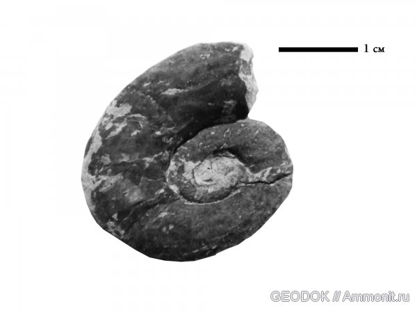 юра, титон, Lytoceras, Lytoceras quadrisulcatum, Lytoceratina, Tithonian, Jurassic