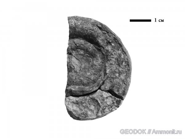 Аммониты Сев. Зап. кавказа