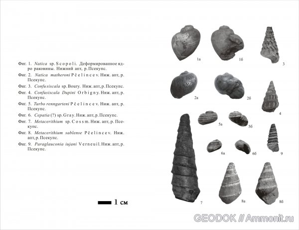 гастроподы, нижний мел, Natica, Turbo, Metacerithium, Confusiscala, Cepatia, Paraglauconia, Lower Cretaceous