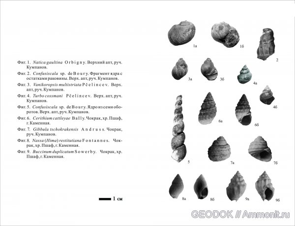 гастроподы, мел, неоген, Cretaceous