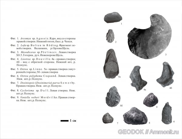 Двустворчатые моллюски Сев. Зап. Кавказа