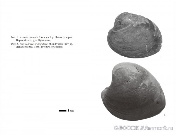 мел, двустворчатые моллюски, Astarte, Venilicardia, Cretaceous