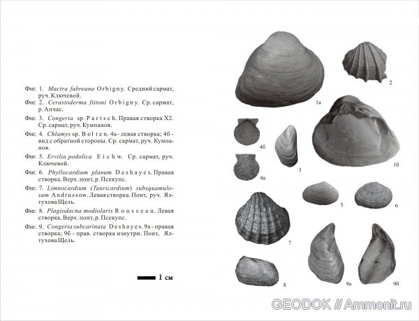 неоген, двустворчатые моллюски