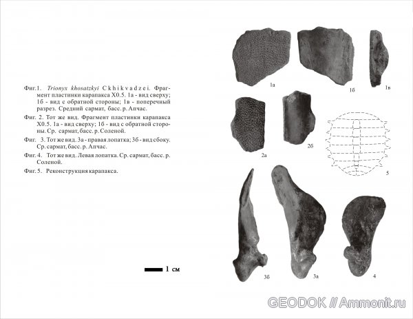 неоген, черепахи, Trionyx