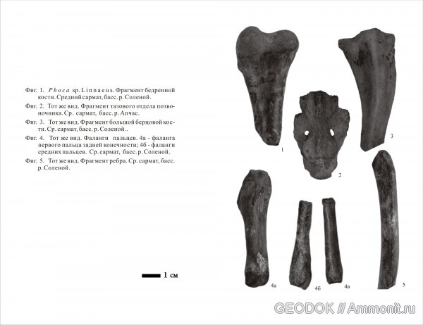 неоген, Phoca, тюлени