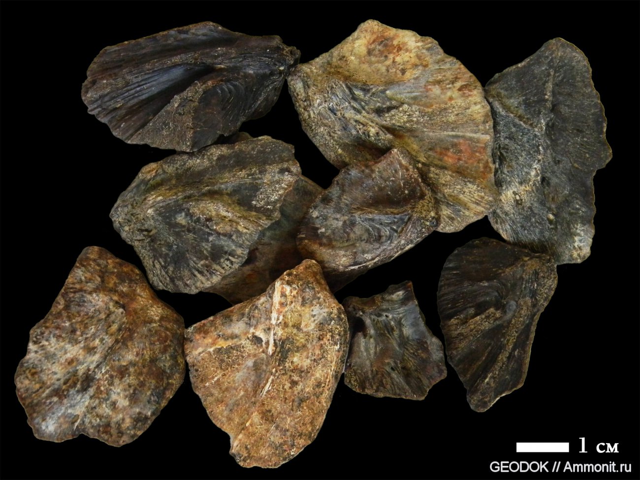 фрагменты пластрона Trionyx khosatzkyi - Позвоночные неогена