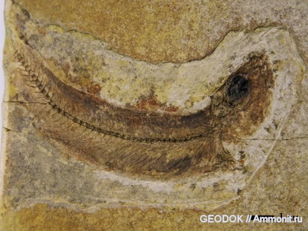 неоген, рыбы, Sarmatella, fish