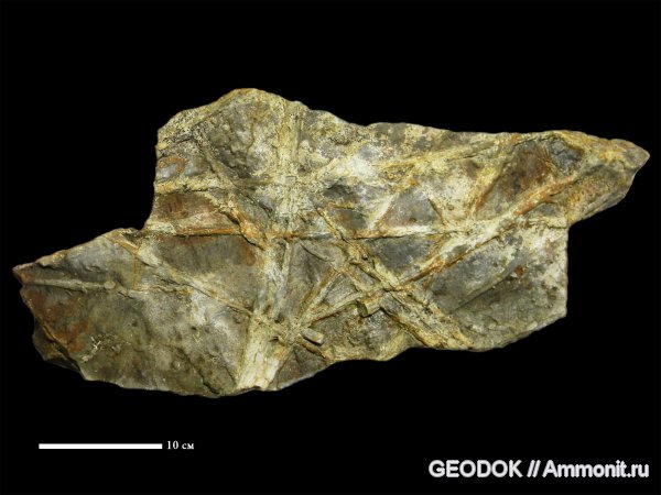 мел, биоглифы, ихнофоссилии, Fucusopsis angulatus, кампан-маастрихт, Cretaceous