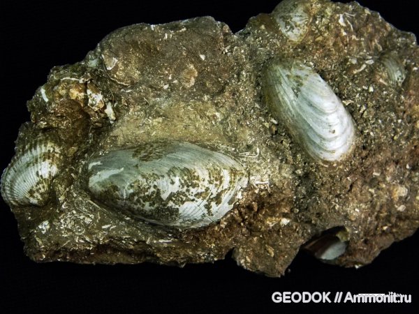 неоген, двустворки, понт