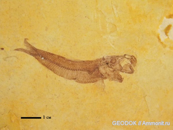 Oligocene fossil