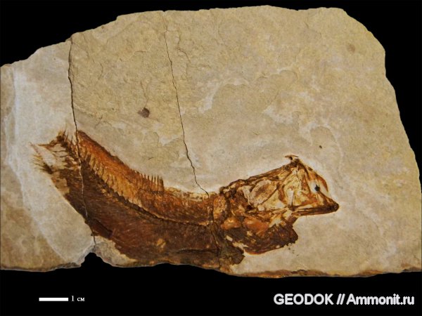 неоген, рыбы, олигоцен, fish, Maicopeilla