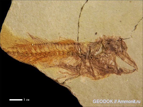 палеоген, рыбы, миоцен, fish, Maicopeilla