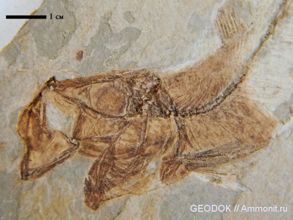 рыбы, миоцен, fish, Maicopeilla