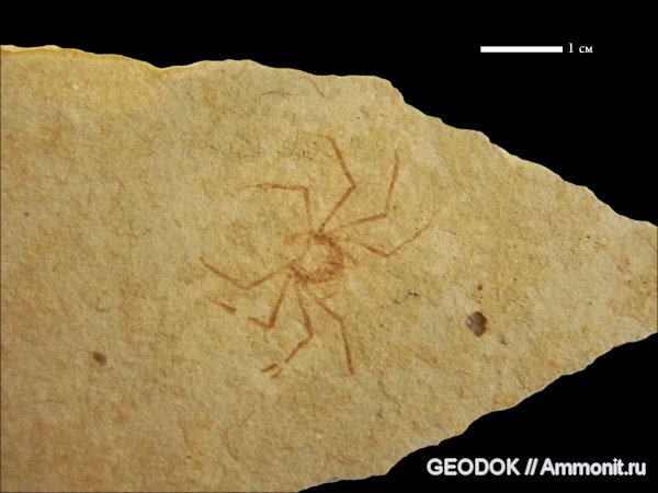 ракообразные, крабы, Platymaia