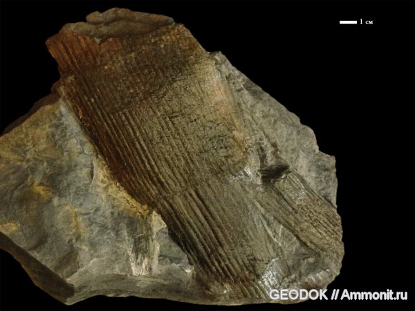 карбон, каламиты, Calamites