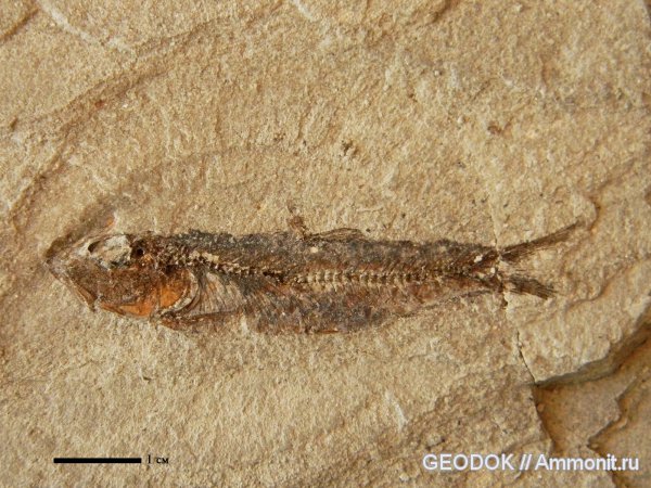 неоген, рыбы, Sardinella, fish