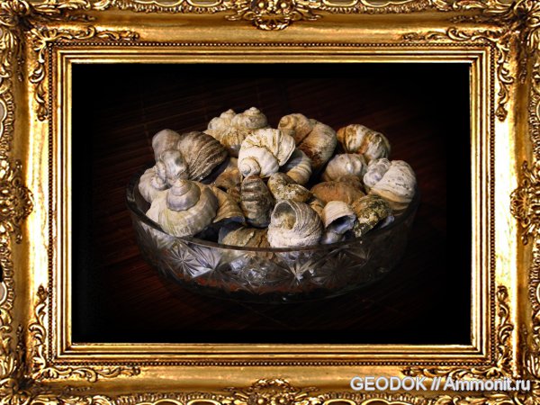 гастроподы, неоген, брюхоногие моллюски, Barbotella