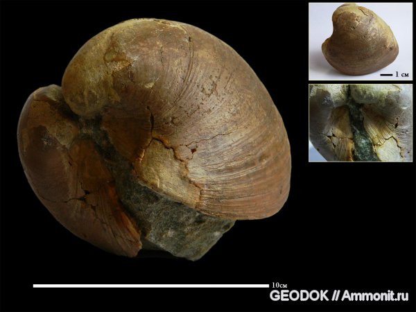 мел, двустворчатые моллюски, апт, Venilicardia, Aptian, Cretaceous