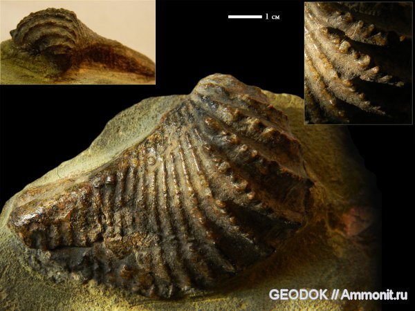 мел, двустворчатые моллюски, тригонии, Pterotrigonia, Cretaceous