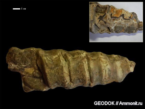 юра, брюхоногие моллюски, титон, Nerineidae, Cossmannea, неринеи, Tithonian, Jurassic