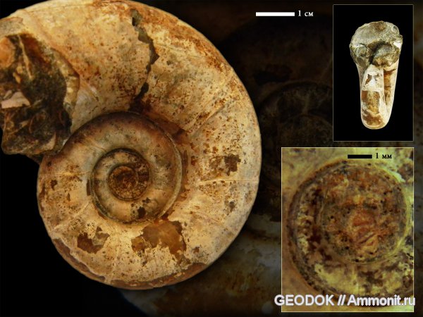 мел, апт, Pictetia, Lytoceratina, Lytoceratidae, Aptian, Cretaceous