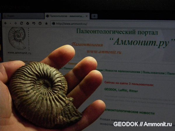 мел, апт, Acanthohoplites, Parahoplitidae, Aptian, Cretaceous